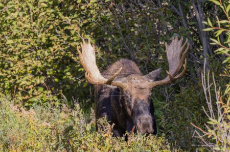Téléchargez les photos : Un orignal taureau dans le parc national de Grand Teton Wyoming à l'automne - en image libre de droit