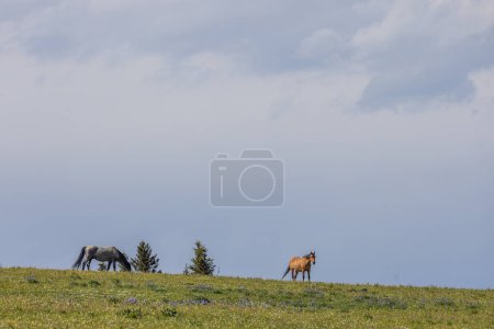 Photo for Wild horses in summer in the Pryor Mountains Montana - Royalty Free Image