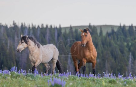 Photo for Wild horses in summer in the Pryor Mountains Montana - Royalty Free Image