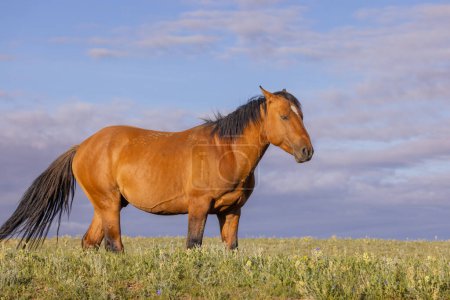 Téléchargez les photos : Un beau cheval sauvage dans les montagnes du Pryor Montana en été - en image libre de droit
