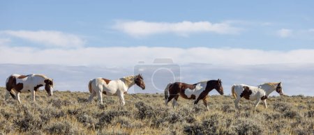 beautiful wild horses in autumn in the Wyoming desert
