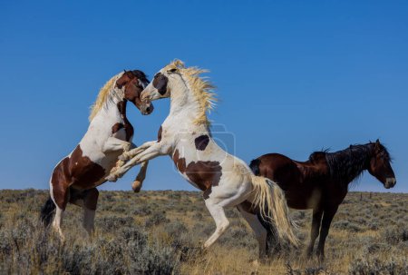 a pair of wild horse stallions fighting in autumn in the Wyoming desert