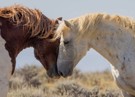 chevaux sauvages dans le désert du Wyoming en automne
