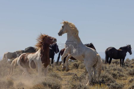 chevaux sauvages dans le désert du Wyoming en automne