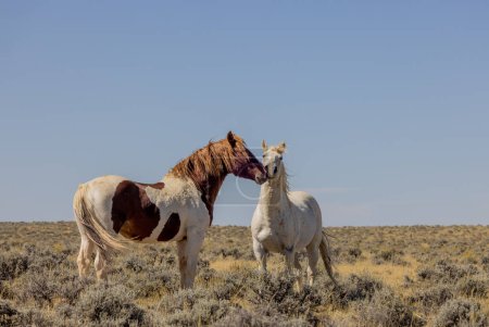 Wildpferde in der Wüste von Wyoming im Herbst