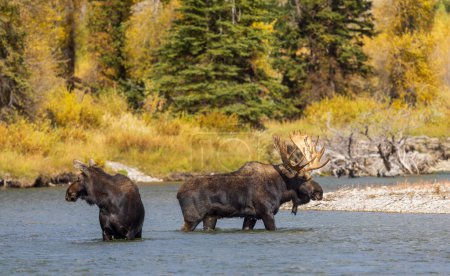 Téléchargez les photos : Un taureau et un orignal de vache dans la rivière Snake pendant l'ornière dans le Wyoming en automne - en image libre de droit