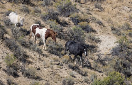 caballos salvajes en el desierto de Wyoming en otoño
