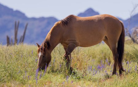 Photo for A wild horse in spring wildflowers near the Salt River int he Arizona desert - Royalty Free Image