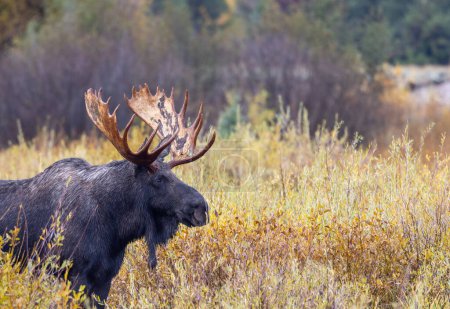 a bull moose in Wyoming during the fall rut