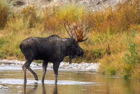 a bull moose in Wyoming during the rut in autumn