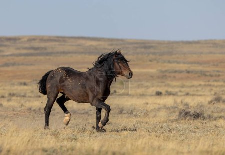 caballos salvajes en otoño en el desierto de Wyoming
