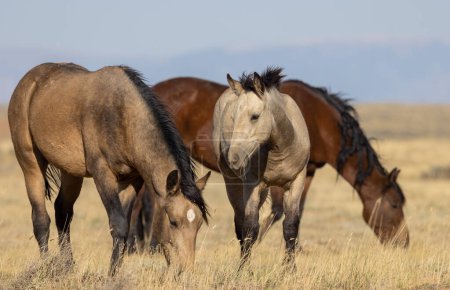 wild horses in autumn in the Wyoming desert