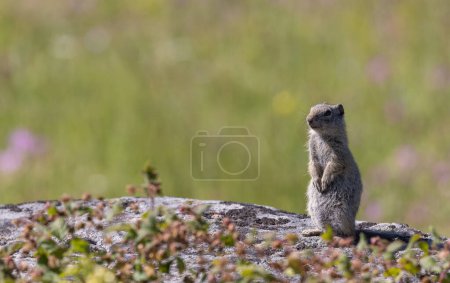 un écureuil terrestre uinta dans le Wyoming en été