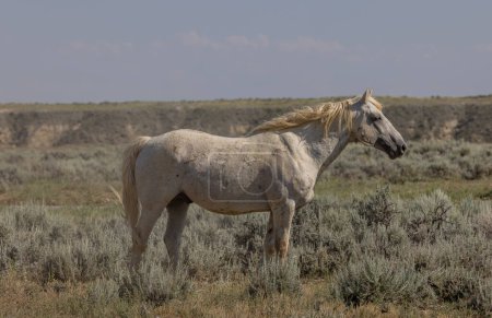 a beautiful wild horse in the Wyoming desert in summer