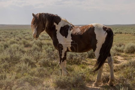 a beautiful wild horse in the Wyoming desert in summer