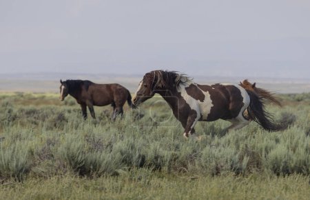 wild horses in summer in the Wyoming desert