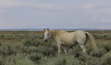 a wild horse in the Wyoming desert in summer