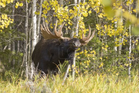 a bull moose during the rut in Wyoming in autumn