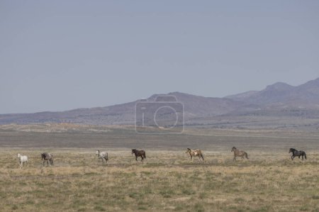 wild horses in springtime in the Utah desert