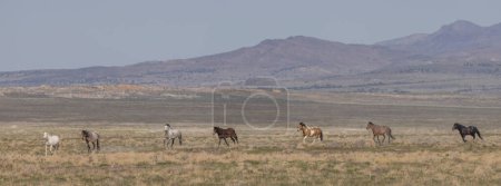 wild horses in springtime in the Utah desert