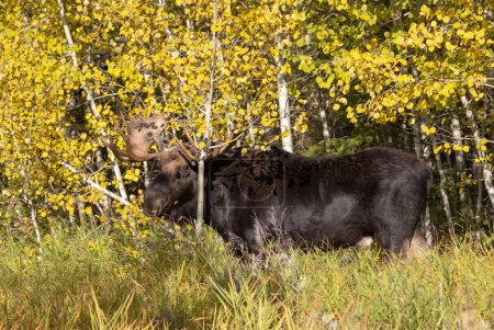 a bull moose during the rut in Wyoming in autumn