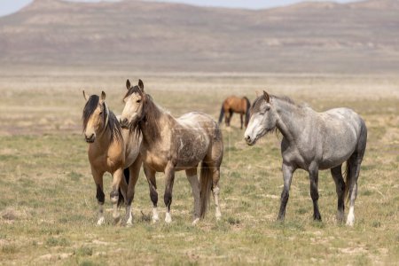 chevaux sauvages dans le désert de l'Utah au printemps
