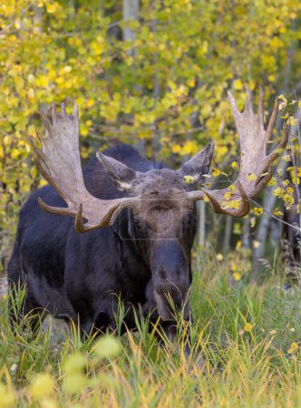 a bull shiras moose during the rut in autumn in Wyoming