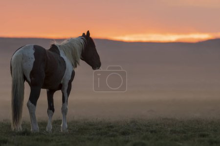 a wild horse at sunrise in the Utah desert