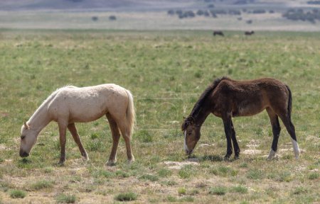wild horses in the Utah desert in springtime