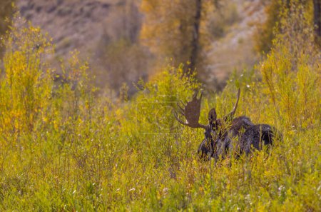 ein Elchbulle beim Traben im Herbst in Wyoming