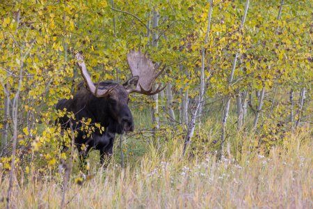 a bull shiras moose in Wyoming in autumn