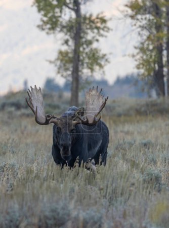 a bull moose during the rut in autumn in Wyoming