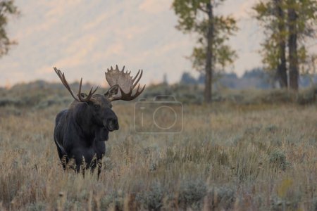 a bull moose during the rut in autumn in Wyoming