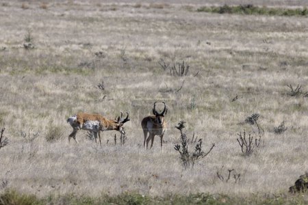 a pair of pronghorn antelope bucks on the Ariozna prairie