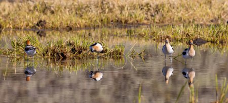 american avocets reflected in a pond in summer in Wyoming