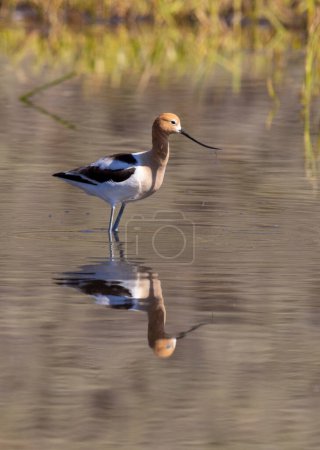 american avocet reflected in a pond in summer in Wyoming