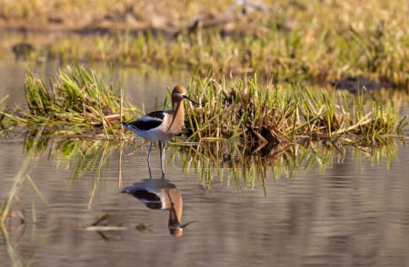 american avocet reflected in a pond in summer in Wyoming