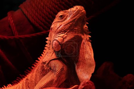 Téléchargez les photos : Portrait d'un iguane à la lumière d'une lampe rouge. Lézard reptile. Un animal sérieux. Iguane exotique. Famille des Iguanidae. - en image libre de droit