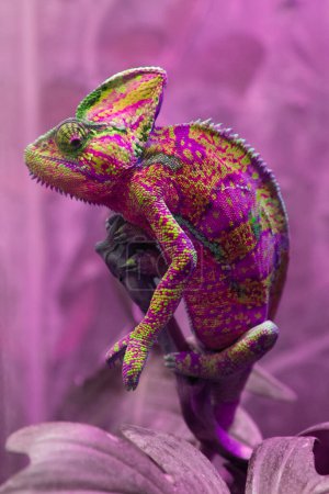The multicolored pink chameleon Chamaeleonidae is a family of lizards that can change body color. Bright portrait of an animal. Exotic Lizard