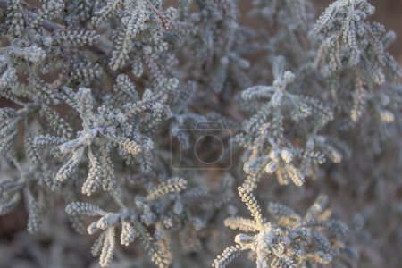 Photo for Gray floral background. Plant Fragrant evergreen shrub Santolina. Garden flower. Bush in the flower bed. Santolina selective focus. Lavender Cotton with silver foliage growing in the autumn - Royalty Free Image
