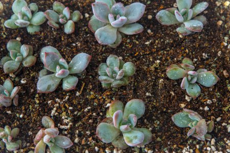 Grow Echeveria in a mini succulent garden. Green flower seedling. Succulent plant. Hobby floriculture. Floral background.