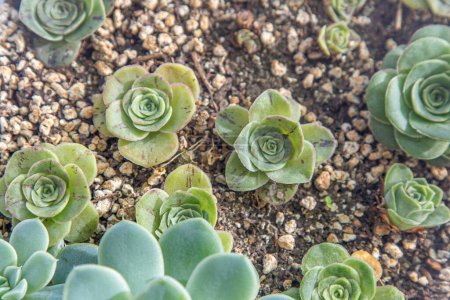 Photo for Greenovia hierro slowers family in pot. Crassula flower is a type of succulent. Growing a cactus plant at home. Floriculture. Green echeveria leaves natural background. Flora leaf bud - Royalty Free Image