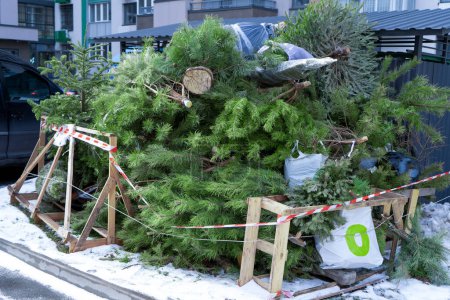 Photo for Recycling Christmas trees after the holidays. A Christmas tree thrown into the trash in a landfill in the courtyard of a residential building. New year tree disposal after celebration. Recycle garbage - Royalty Free Image