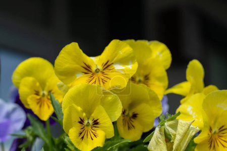Photo for Yellow pansies flowers nature. Garden background. Grow a pansy Viola flower. Bloom spring. Gardening. Floral botanical. Blooming mood. Beautiful aesthetic petal plant - Royalty Free Image