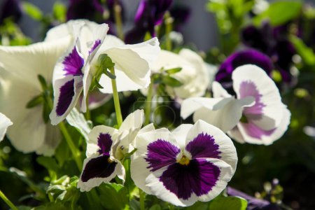 Photo for White purple pansies sway in the wind. Garden background. Grow a pansy Viola flower in a pot on the balcony. Bloom spring. Suny day nature. Gardening. - Royalty Free Image