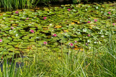 Téléchargez les photos : Nénuphars roses sur le lac. Plante aquatique verte. Parc et étang. Fleur de lotus. Jardin nature - en image libre de droit