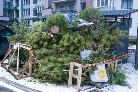 Photo for Recycling Christmas trees after the holidays. A Christmas tree thrown into the trash in a landfill in the courtyard of a residential building. New year tree disposal after celebration. Recycle garbage - Royalty Free Image