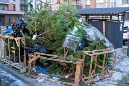 Photo for Recycling Christmas trees after Christmas. Dumping trees near trash cans on the street - Royalty Free Image