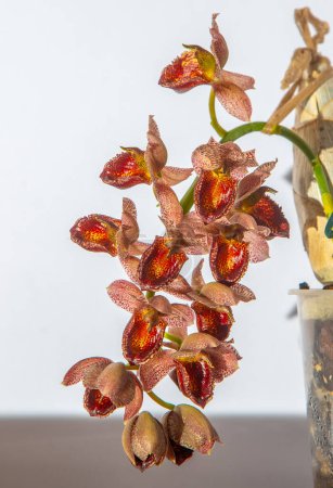 Beautiful orchid flower. Catasetum tupa variety. Branch peduncle with buds. A rare species of spotted orchid. Brown red flowering plant. Floriculture at home Bud multicolor on white background closeup