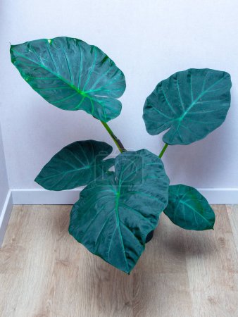Téléchargez les photos : Alocasia Regal Shield grande plante verte à la maison - en image libre de droit